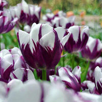 Perennial Perfume Tulip Seed Mixed Color Tulip Flower Bonsai See