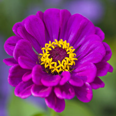 Zinnia Elegans Purple Flower Seeds