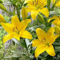 Yellow County Lily Seeds