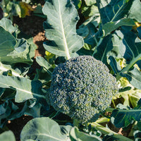 Belstar – Organic Broccoli Seed