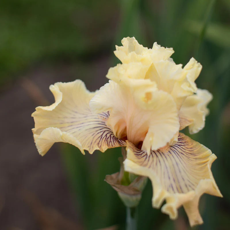 Bearded Iris- Cotillion Gown