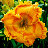 Sacha Reblooming Daylily