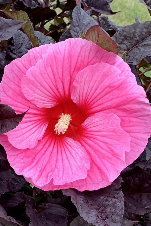 Edge of Night Hibiscus