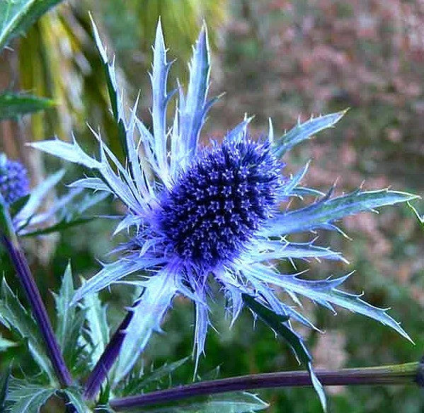 Beachside Blue Sea Holly Super Sak