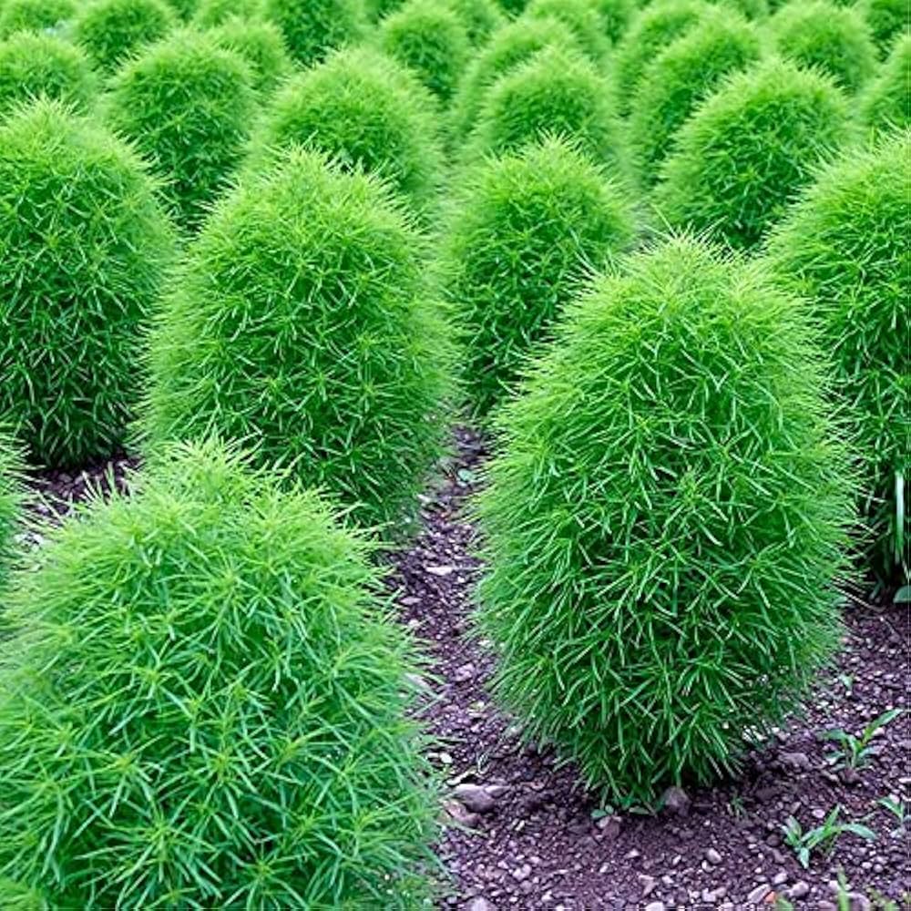 Kochia Plant, Burning Bush Seeds