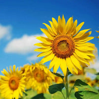 Sunflower Large Bloom Flower Seeds