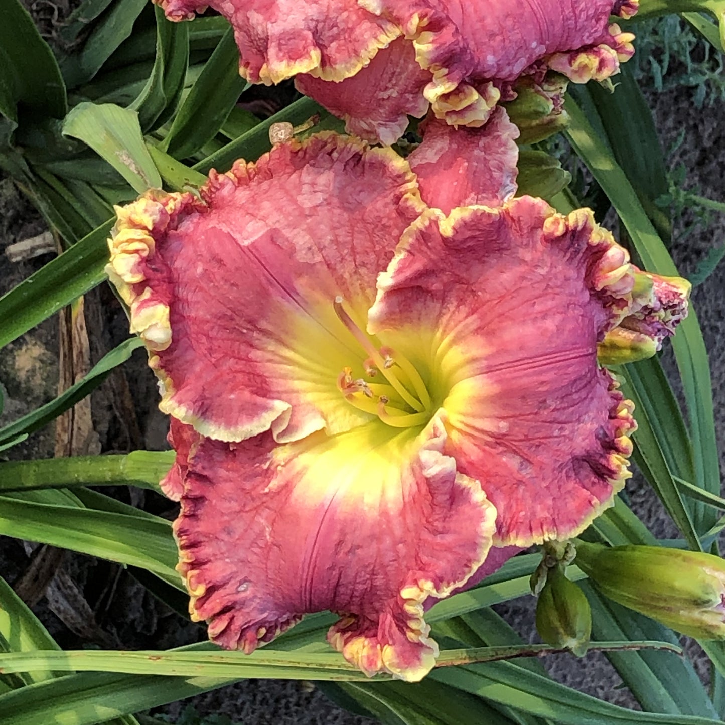 Born to Run Reblooming Daylily