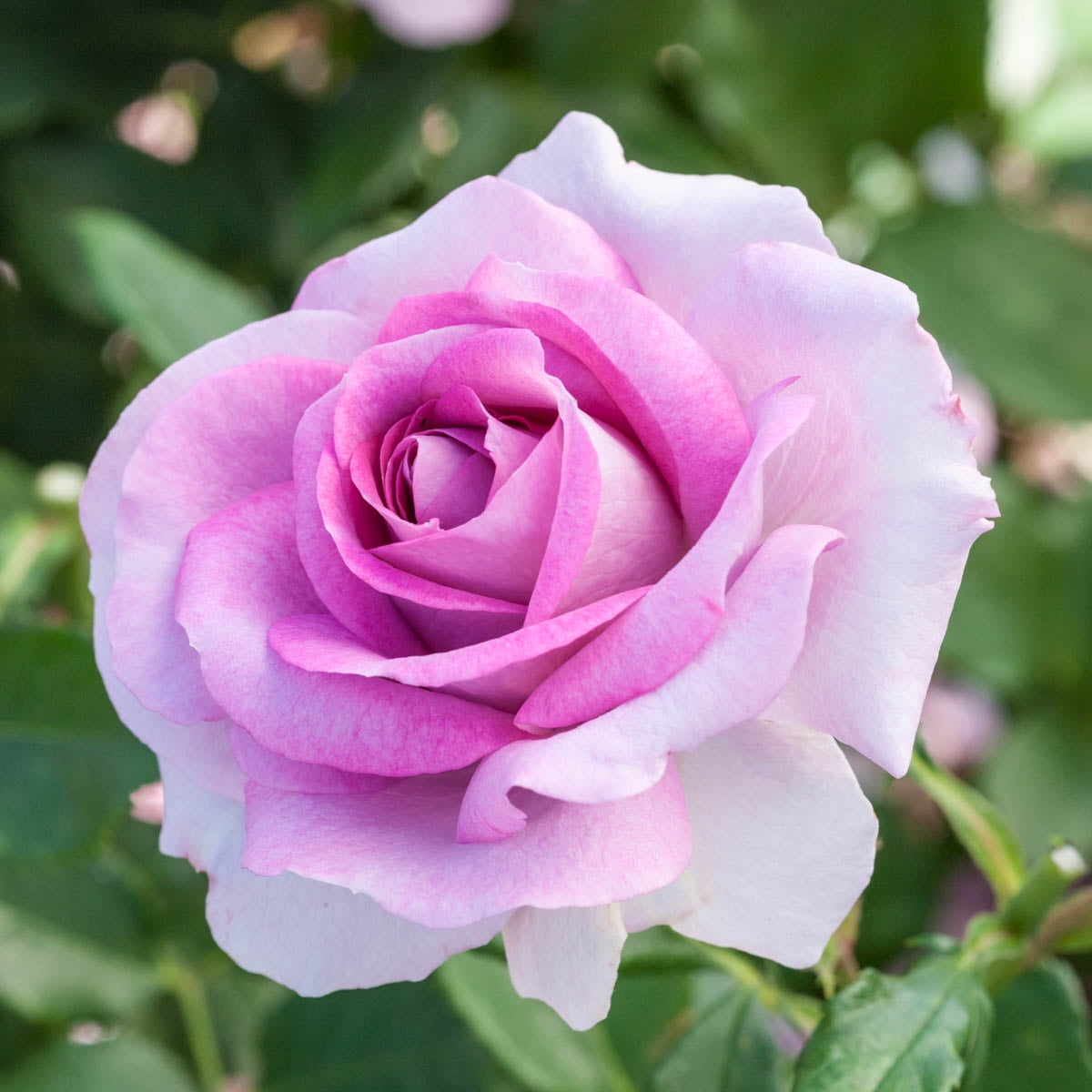 Violet's Pride Floribunda Rose