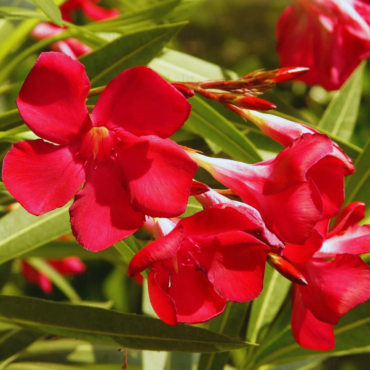 Nerium Oleander  Kaner Flower Seeds