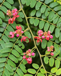 Cassia Marginata Seeds