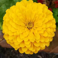 Zinnia Yellow Flower Seeds