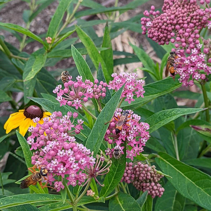 Swamp Milkweed – Asclepias Seed