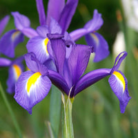 Blue Diamond Dutch Iris Seeds