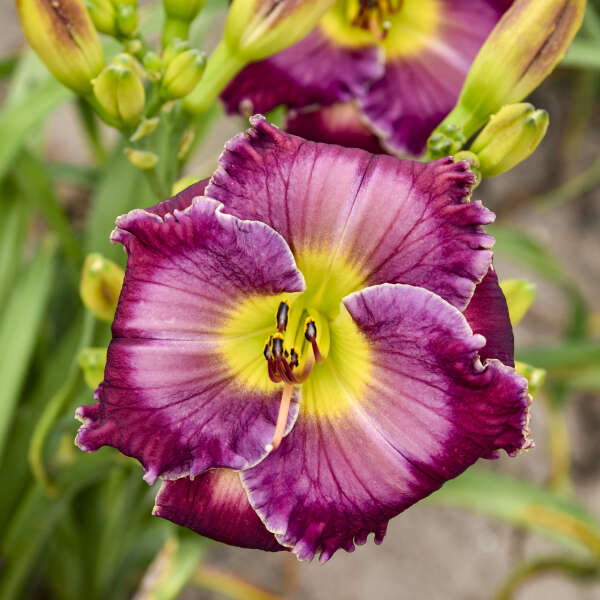 Through a Glass Darkly Reblooming Daylily