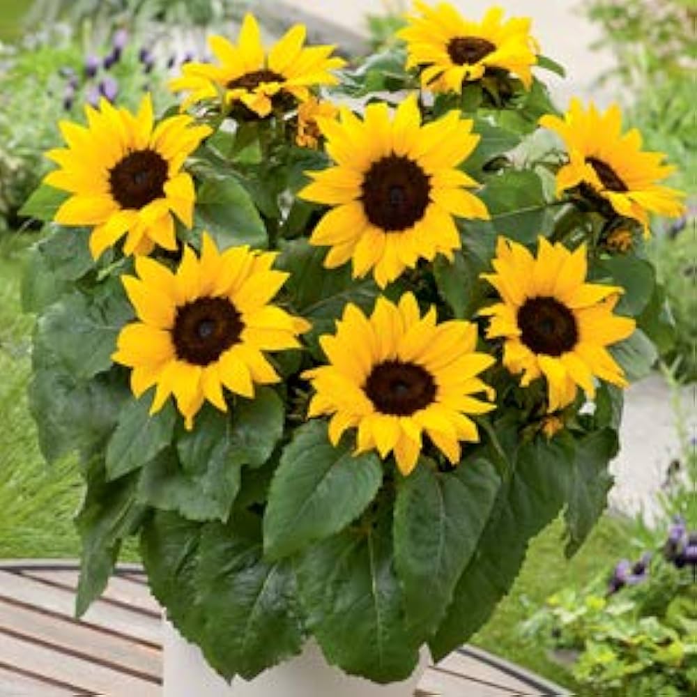 Miniature Sunflower Seeds