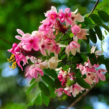 Cassia Javanica Javanica Seeds