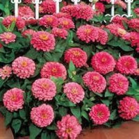 Set of 10 Attractive Zinnia Flower Seeds