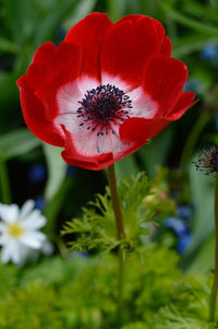 Anemone- De Caen Red