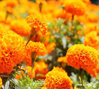 Marigold Orange Dwarf Double Seeds