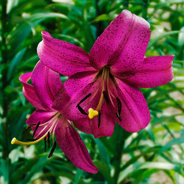 Asiatic Lily- Purple Marble