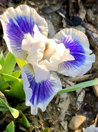 Open Your Eyes Dwarf Bearded Iris