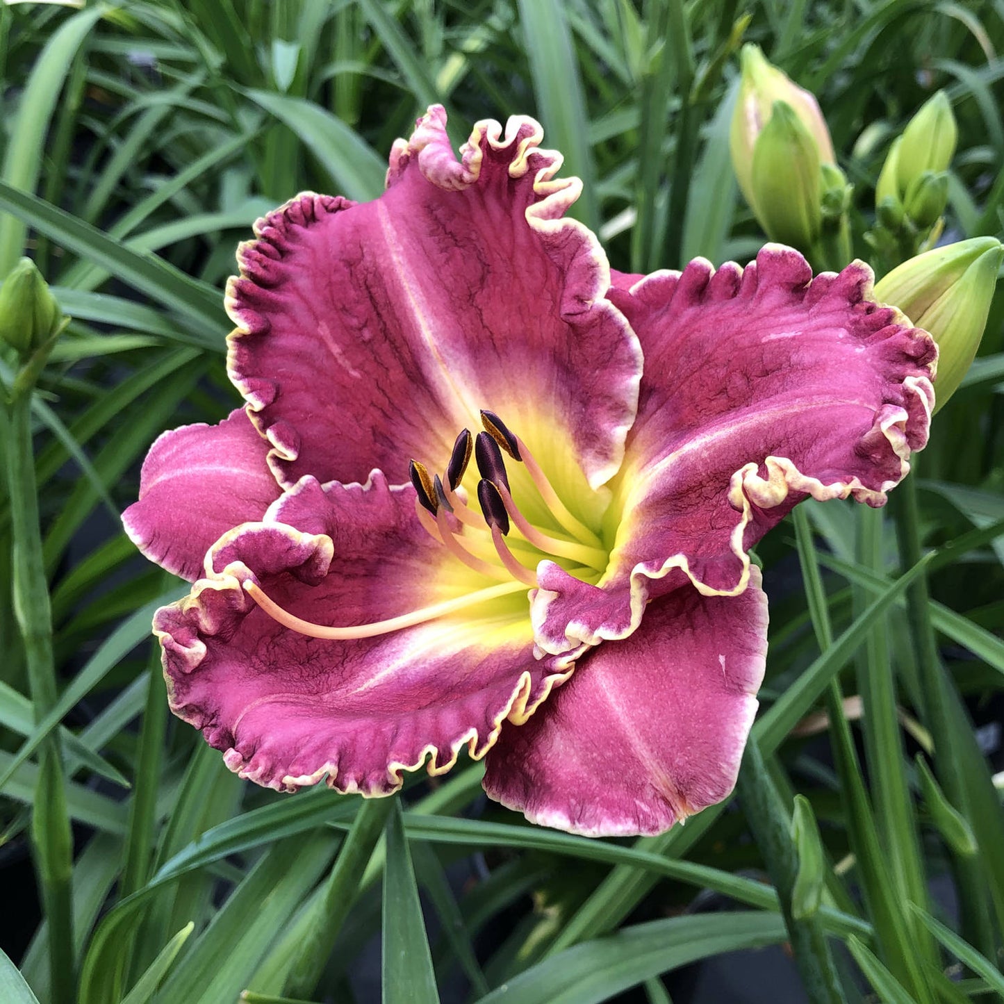 Raspberry Eclipse Reblooming Daylily