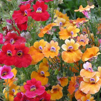 Nemesia Carnival Mixed Color Seeds