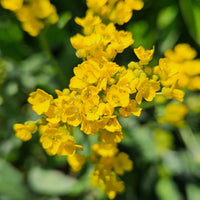 Alyssum- Mountain Gold