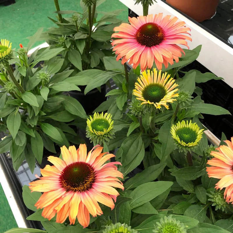 SunSeekers Rainbow Coneflower