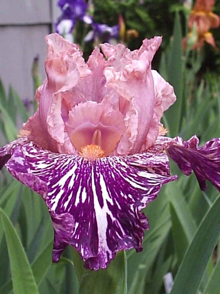 Anaconda Love Bearded Iris