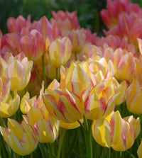 Antoinette Tulip Seeds