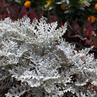 Silver Dust, Cineraria Maritima Seeds