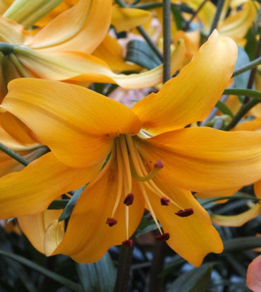 Asiatic Lily- Pearl Justine