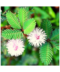 Mimosa Touch Me Not Flower Seeds