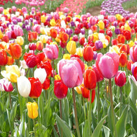 U-Pick Garden Tulip Mixture Seeds