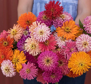 Zinnia Cactus Mixed Color Desi Flower Seeds