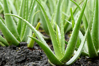 Aloe Seeds Excellent Houseplants Succulent Aloe Vera Seeds