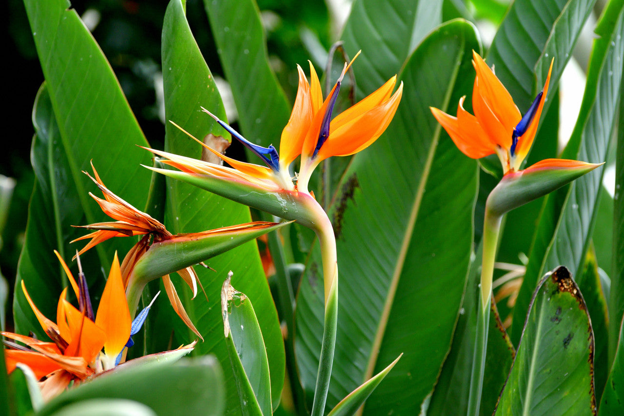 Bird of Paradise Flower Seeds