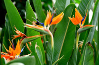 Bird of Paradise Flower Seeds