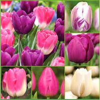 Blissful Bloom Tulip Bulbs