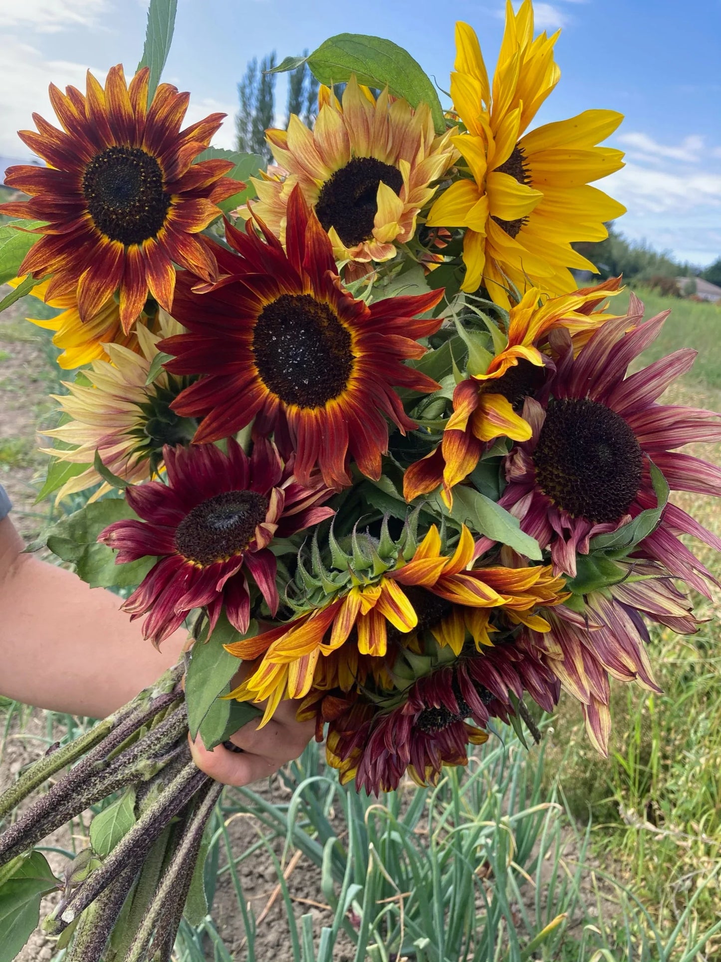 Summer Breeze Mix – Sunflower Seed