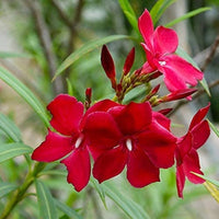 Nerium Oleander  Kaner Flower Seeds