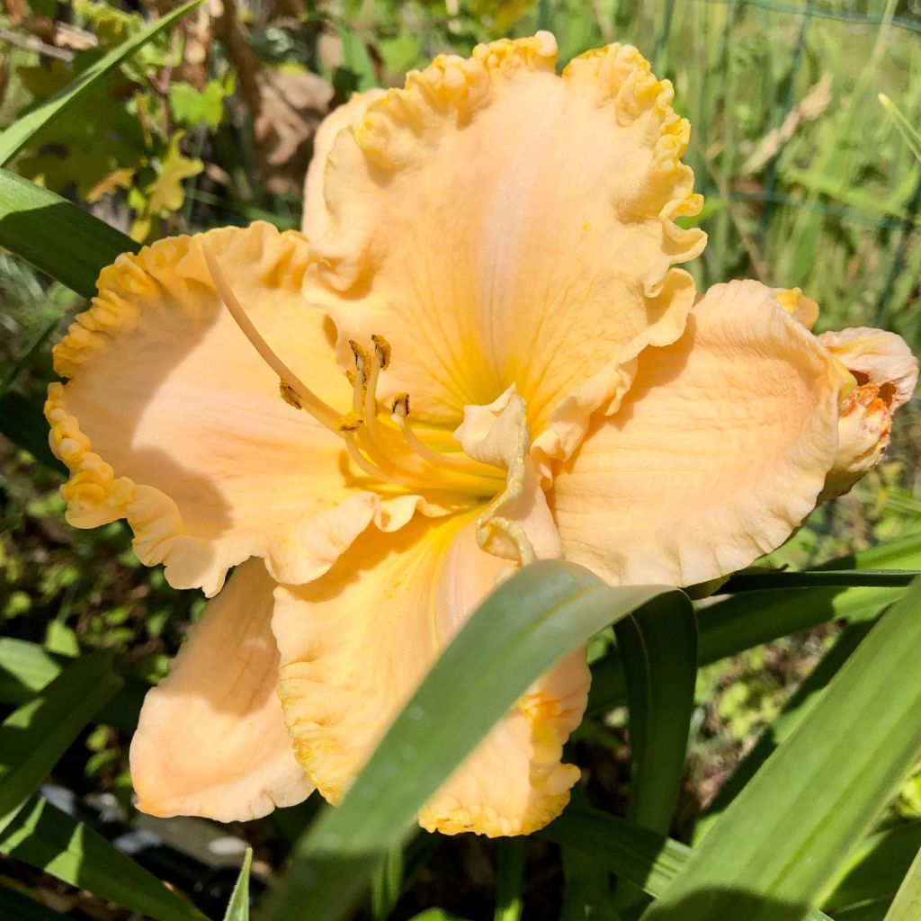 Enchanted Forest Reblooming Daylily