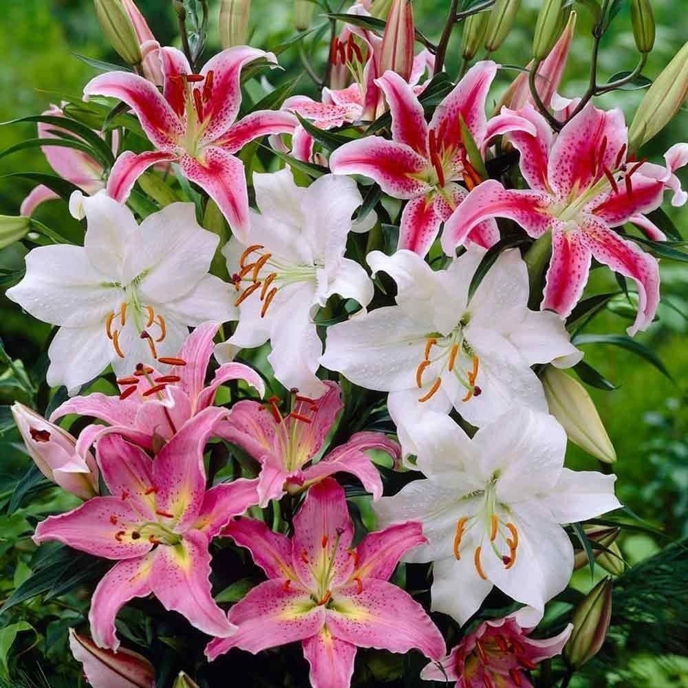 Ben's Oriental Lily Collection Seeds