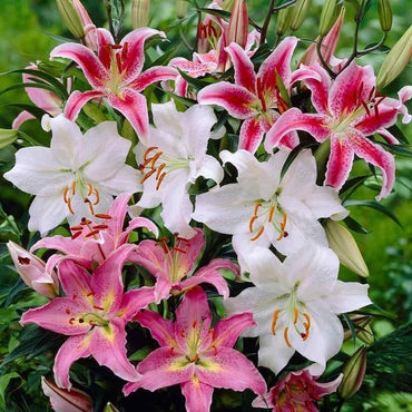 Ben's Oriental Lily Collection Seeds