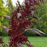 Hopi Red Dye – Organic Amaranthus Seed