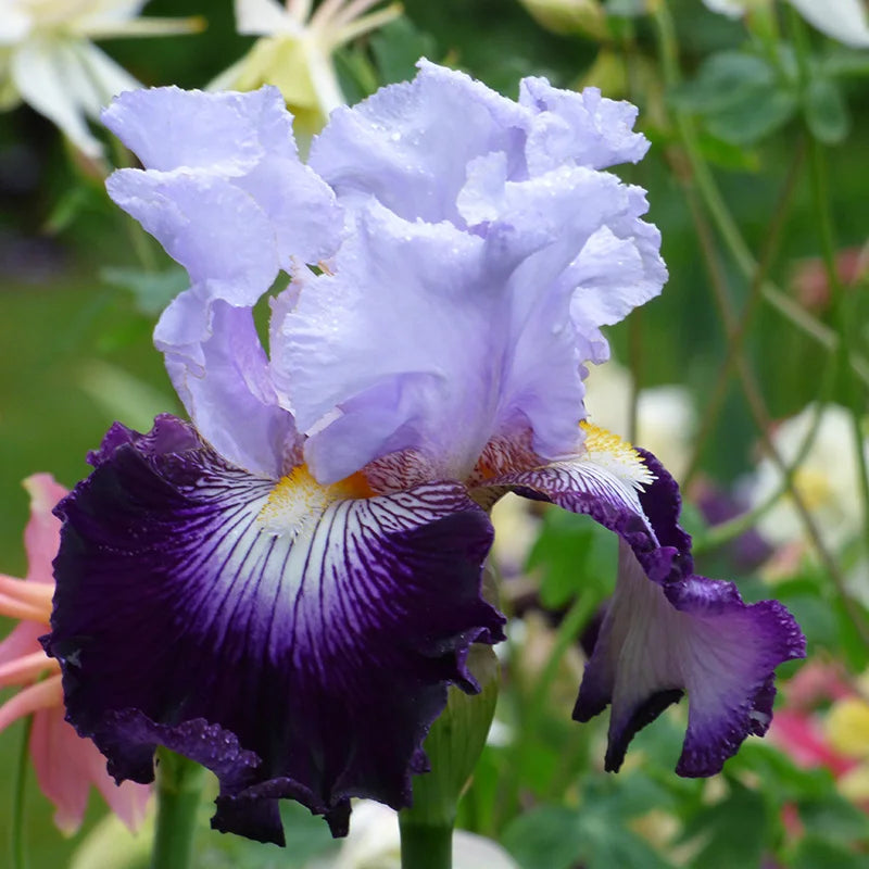 Bearded Iris- Century Bound