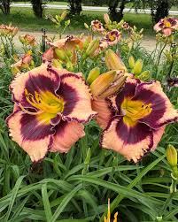 Rock Solid Reblooming Daylily