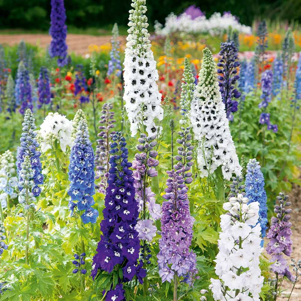 Magic Fountains Mix – Delphinium Seed