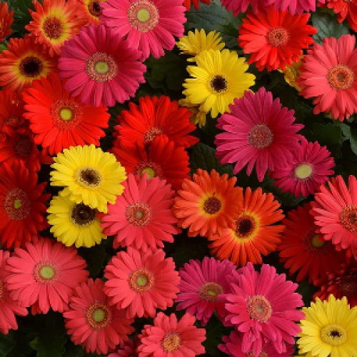 Gerbera Micro Mini Mixed Color Flower Seeds